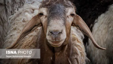 همسو صنعتی